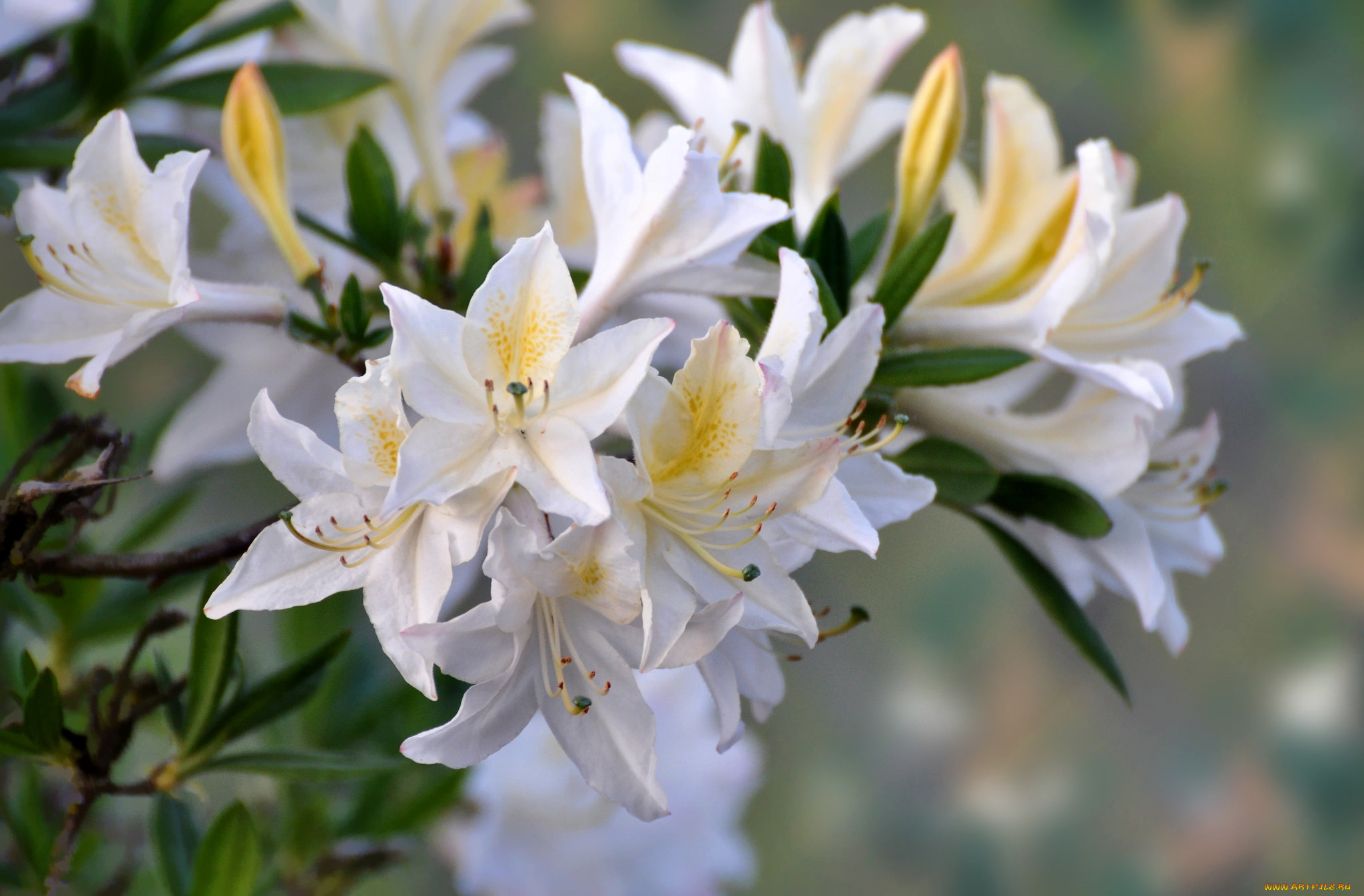 Азалия цветок фото белая